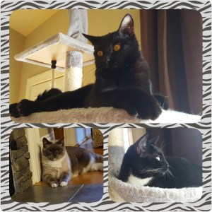 PhotoGrid_1463444599830