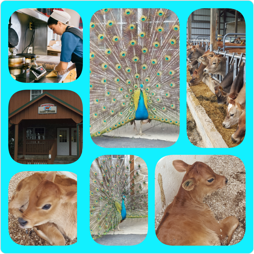 PhotoGrid_1493337865321