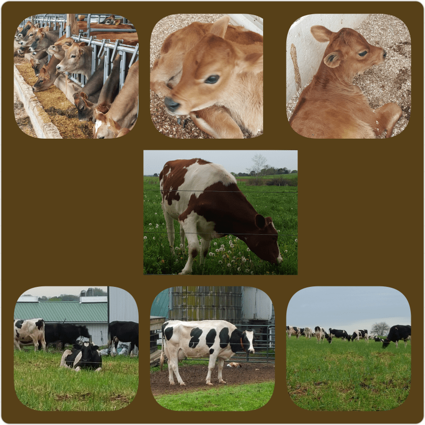 PhotoGrid_1493339130935