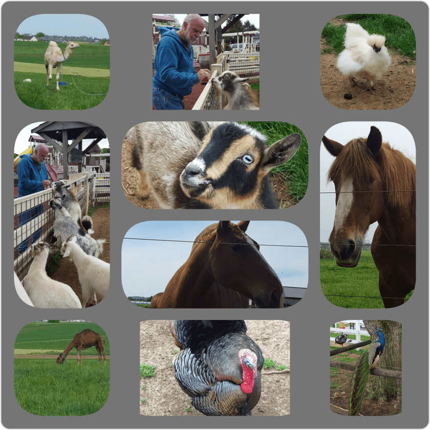 PhotoGrid_1493339491441